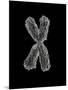 Chromosome-Tim Vernon-Mounted Photographic Print