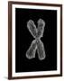 Chromosome-Tim Vernon-Framed Photographic Print