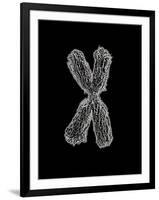 Chromosome-Tim Vernon-Framed Photographic Print