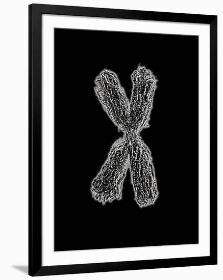 Chromosome-Tim Vernon-Framed Photographic Print