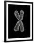 Chromosome-Tim Vernon-Framed Photographic Print