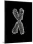 Chromosome-Tim Vernon-Mounted Photographic Print