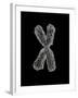 Chromosome-Tim Vernon-Framed Photographic Print