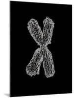 Chromosome-Tim Vernon-Mounted Photographic Print