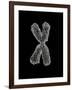 Chromosome-Tim Vernon-Framed Photographic Print