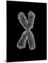 Chromosome-Tim Vernon-Mounted Photographic Print