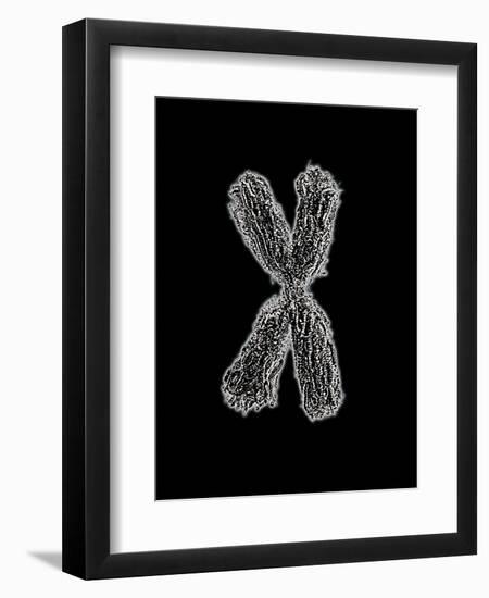 Chromosome-Tim Vernon-Framed Premium Photographic Print