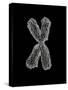 Chromosome-Tim Vernon-Stretched Canvas