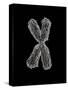 Chromosome-Tim Vernon-Stretched Canvas