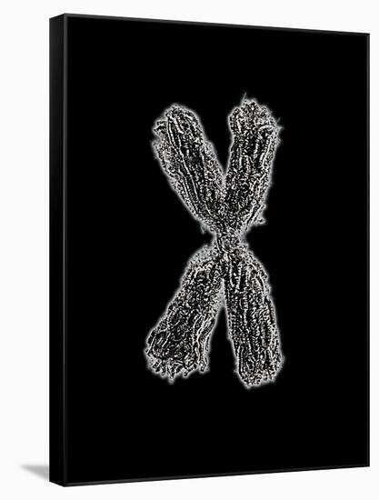 Chromosome-Tim Vernon-Framed Stretched Canvas