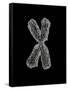 Chromosome-Tim Vernon-Framed Stretched Canvas