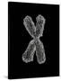 Chromosome-Tim Vernon-Stretched Canvas