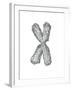 Chromosome-Tim Vernon-Framed Photographic Print