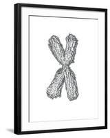 Chromosome-Tim Vernon-Framed Photographic Print