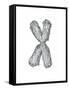 Chromosome-Tim Vernon-Framed Stretched Canvas