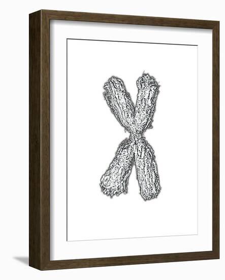 Chromosome-Tim Vernon-Framed Photographic Print