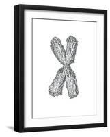 Chromosome-Tim Vernon-Framed Photographic Print