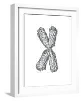 Chromosome-Tim Vernon-Framed Photographic Print