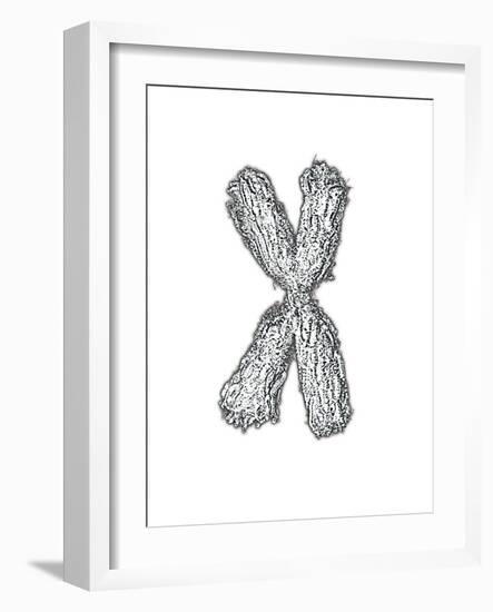 Chromosome-Tim Vernon-Framed Photographic Print