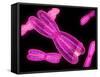 Chromosomes, Artwork-SCIEPRO-Framed Stretched Canvas