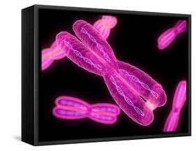 Chromosomes, Artwork-SCIEPRO-Framed Stretched Canvas