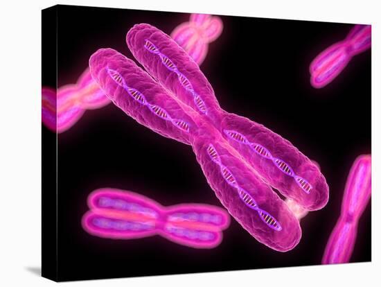 Chromosomes, Artwork-SCIEPRO-Stretched Canvas