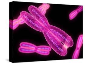 Chromosomes, Artwork-SCIEPRO-Stretched Canvas