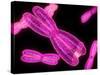 Chromosomes, Artwork-SCIEPRO-Stretched Canvas