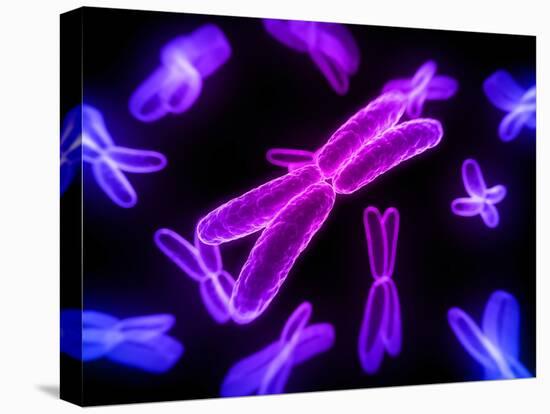 Chromosomes, Artwork-SCIEPRO-Stretched Canvas