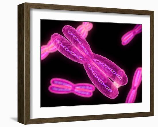 Chromosomes, Artwork-SCIEPRO-Framed Photographic Print