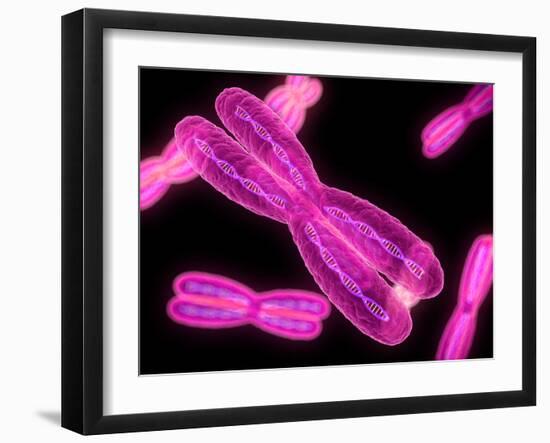 Chromosomes, Artwork-SCIEPRO-Framed Photographic Print