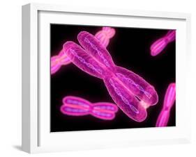 Chromosomes, Artwork-SCIEPRO-Framed Photographic Print