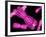 Chromosomes, Artwork-SCIEPRO-Framed Photographic Print