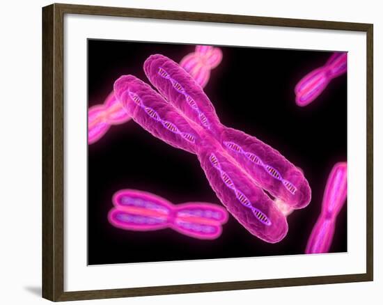 Chromosomes, Artwork-SCIEPRO-Framed Photographic Print