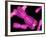 Chromosomes, Artwork-SCIEPRO-Framed Photographic Print