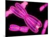 Chromosomes, Artwork-SCIEPRO-Mounted Photographic Print