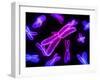 Chromosomes, Artwork-SCIEPRO-Framed Photographic Print