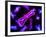 Chromosomes, Artwork-SCIEPRO-Framed Photographic Print