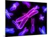 Chromosomes, Artwork-SCIEPRO-Mounted Photographic Print