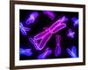 Chromosomes, Artwork-SCIEPRO-Framed Photographic Print