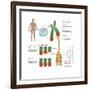 Chromosomes & Telomerase, Illustration-Gwen Shockey-Framed Art Print