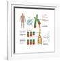 Chromosomes & Telomerase, Illustration-Gwen Shockey-Framed Art Print