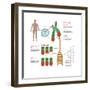 Chromosomes & Telomerase, Illustration-Gwen Shockey-Framed Art Print