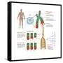 Chromosomes & Telomerase, Illustration-Gwen Shockey-Framed Stretched Canvas