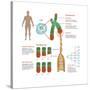 Chromosomes & Telomerase, Illustration-Gwen Shockey-Stretched Canvas