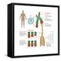 Chromosomes & Telomerase, Illustration-Gwen Shockey-Framed Stretched Canvas