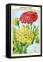 Chrysantheme A Carene Hybride Double Varie-null-Framed Stretched Canvas