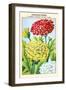 Chrysantheme A Carene Hybride Double Varie-null-Framed Art Print