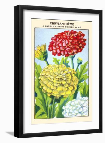 Chrysantheme A Carene Hybride Double Varie-null-Framed Art Print