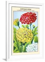 Chrysantheme A Carene Hybride Double Varie-null-Framed Art Print